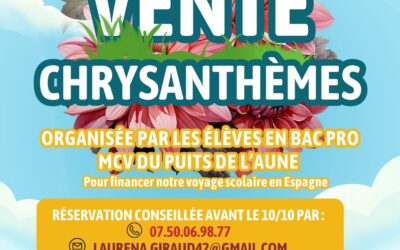 Vente de chrysanthèmes BP MCV